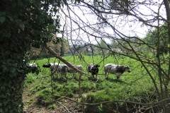 DSCF2382