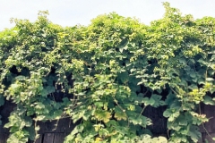 IMG-20210821-WA0027